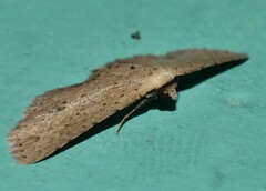 Hypobleta cymaea