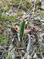 Thelymitra grandiflora