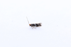 Bucculatrix cidarella