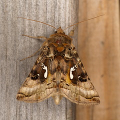 Autographa macrogamma