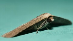 Hypobleta cymaea