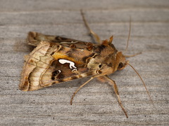 Autographa macrogamma