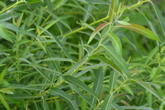 Salix sericea
