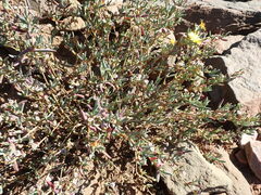 Malephora lutea