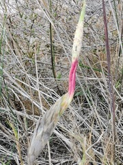 Ehrharta villosa