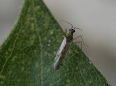 Dicyphus errans