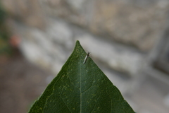 Dicyphus errans