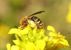 Andrena lagopus