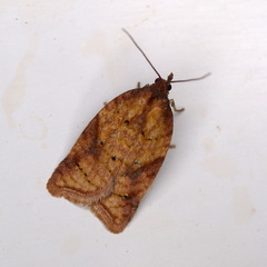 Acleris aspersana