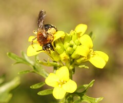 Andrena lagopus