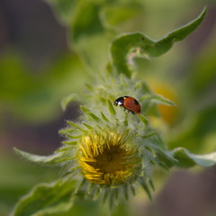 Coccinella quinquepunctata