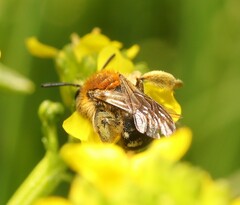 Andrena lagopus