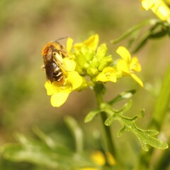 Andrena lagopus