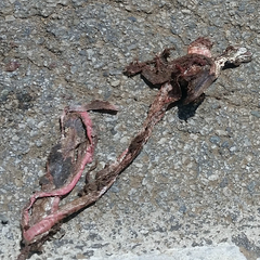 Masticophis flagellum piceus