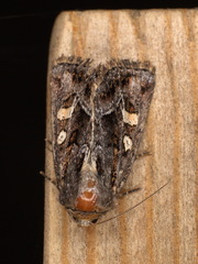 Celaena haworthii