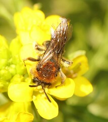 Andrena lagopus