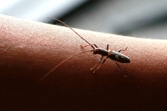 Olenecamptus bilobus