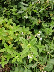 Spermacoce ocymoides