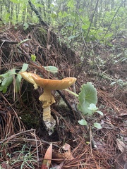Amanita basii