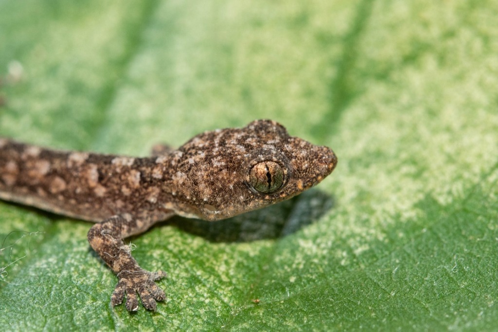 tropical-house-gecko-from-marloth-park-south-africa-on-february-18