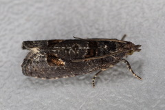 Epinotia maculana