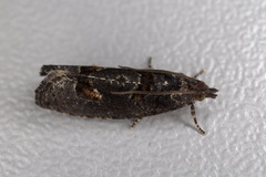 Epinotia maculana
