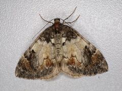Dysstroma latefasciata