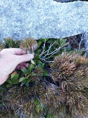 Dracophyllum pearsonii