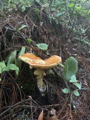 Amanita basii