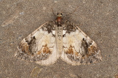 Dysstroma latefasciata