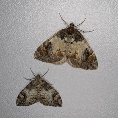 Dysstroma latefasciata