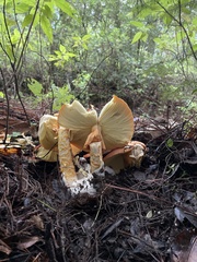 Amanita basii