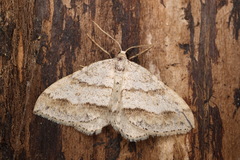 Perizoma parallelolineatum