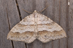 Perizoma parallelolineatum