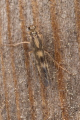 Agraylea