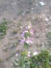 Stachys palustris