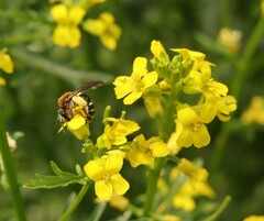 Andrena lagopus
