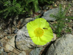 Papaver popovii
