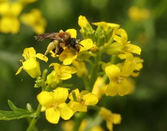 Andrena lagopus