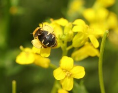 Andrena lagopus