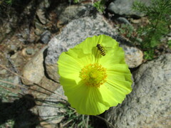Papaver popovii