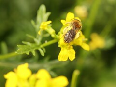 Andrena lagopus