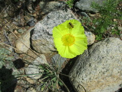 Papaver popovii
