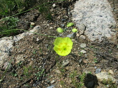 Papaver popovii