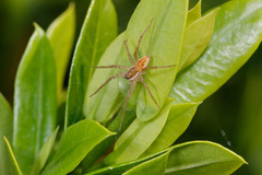 Dolomedes facetus