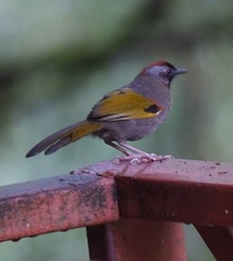 Trochalopteron melanostigma