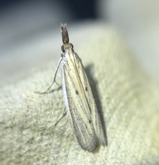 Bandera binotella