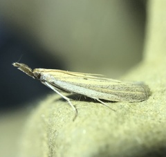 Bandera binotella