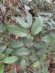 Viburnum integrifolium