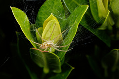 Dolomedes facetus